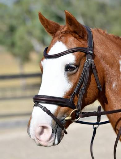 Bridle